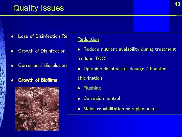 43 Quality Issues l Loss of Disinfection Residual Reduction l l Reduce nutrient avalability