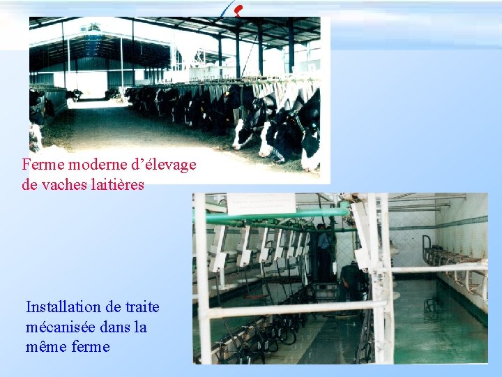 Ferme moderne d’élevage de vaches laitières Installation de traite mécanisée dans la même ferme