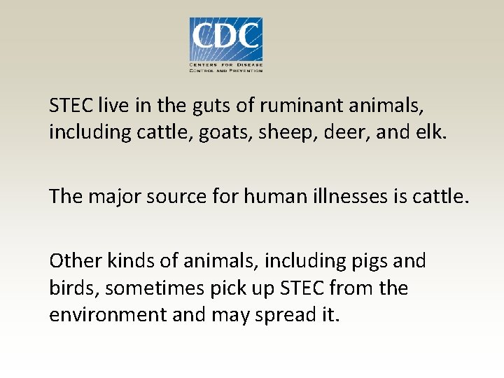 STEC live in the guts of ruminant animals, including cattle, goats, sheep, deer, STEC live in the guts of ruminant animals, including cattle, goats, sheep, deer,