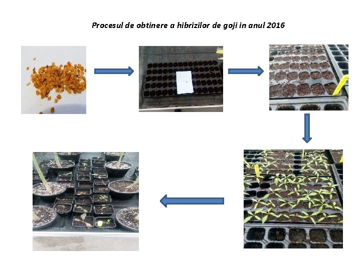 Procesul de obtinere a hibrizilor de goji in anul 2016 