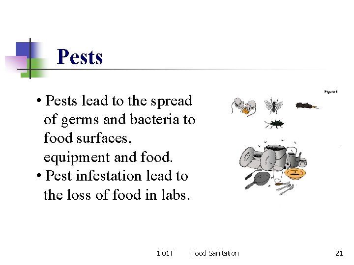 Pests • Pests lead to the spread of germs and bacteria to food surfaces,