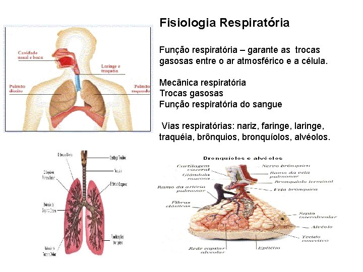 Fisiologia Respiratória Função respiratória – garante as trocas gasosas entre o ar atmosférico e