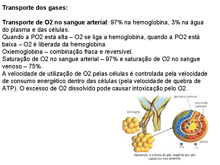 Transporte dos gases: Transporte de O 2 no sangue arterial: 97% na hemoglobina, 3%