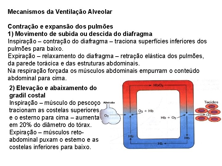 Mecanismos da Ventilação Alveolar Contração e expansão dos pulmões 1) Movimento de subida ou