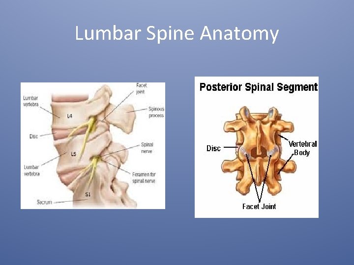 Lumbar Spine Anatomy 