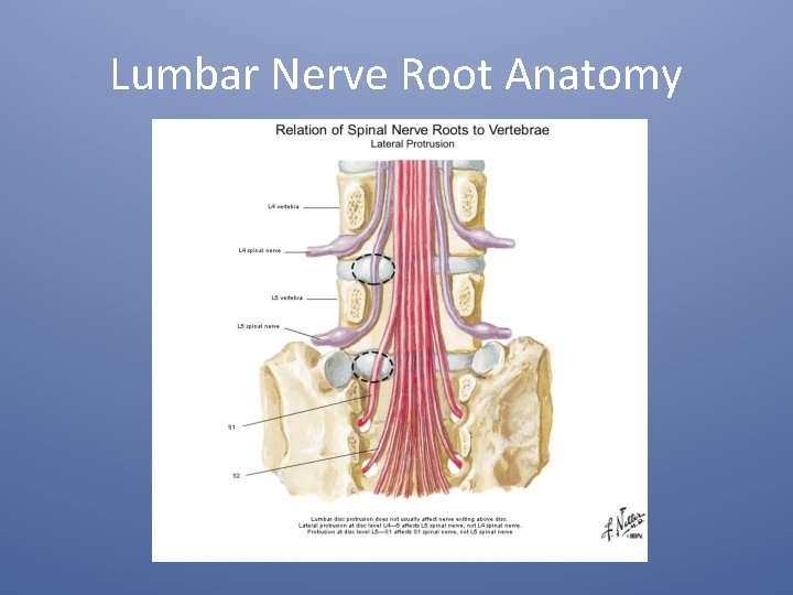 Lumbar Nerve Root Anatomy 