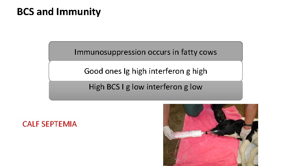 BCS and Immunity Immunosuppression occurs in fatty cows Good ones Ig high interferon g