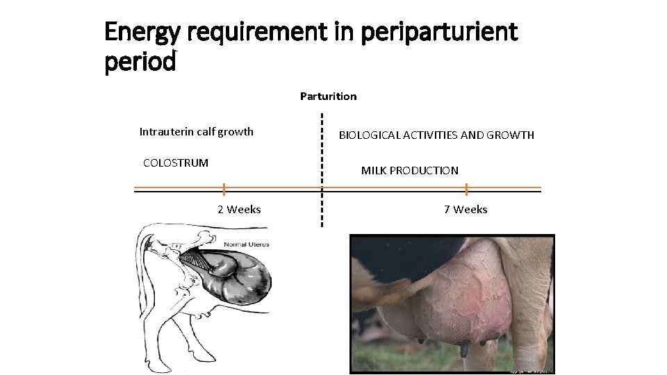 Energy requirement in periparturient period Parturition Intrauterin calf growth COLOSTRUM BIOLOGICAL ACTIVITIES AND GROWTH
