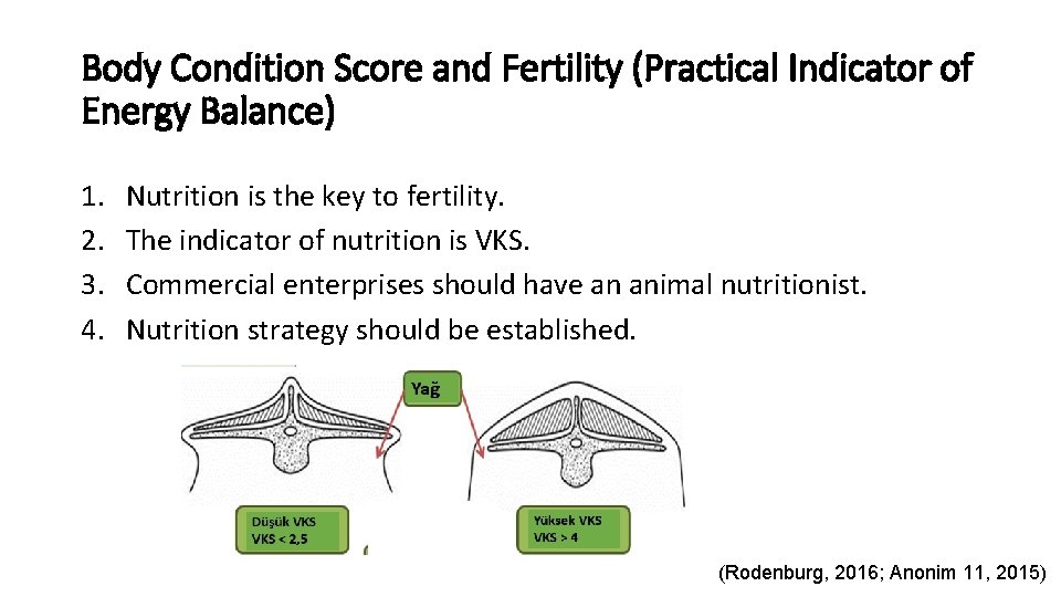 Body Condition Score and Fertility (Practical Indicator of Energy Balance) 1. 2. 3. 4.