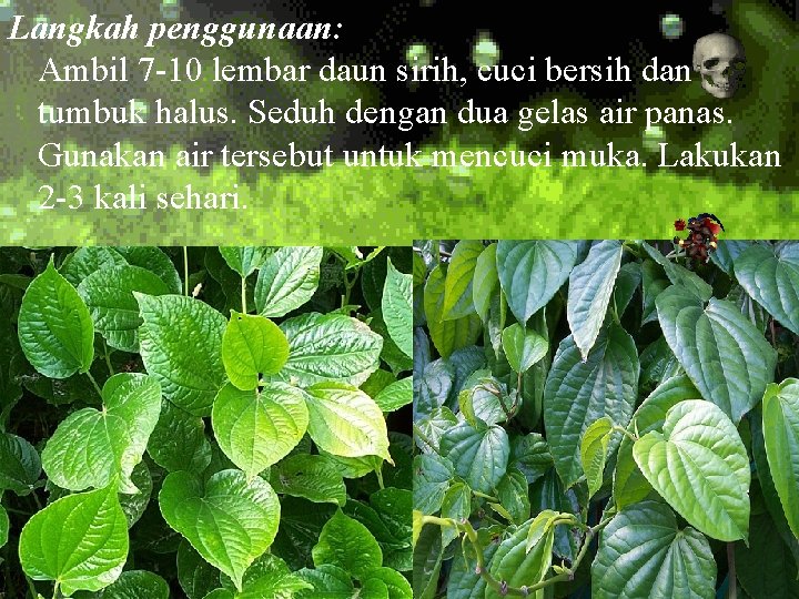 Langkah penggunaan: Ambil 7 -10 lembar daun sirih, cuci bersih dan tumbuk halus. Seduh