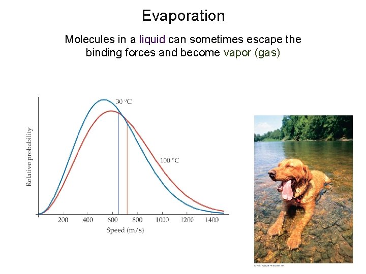 Evaporation Molecules in a liquid can sometimes escape the binding forces and become vapor