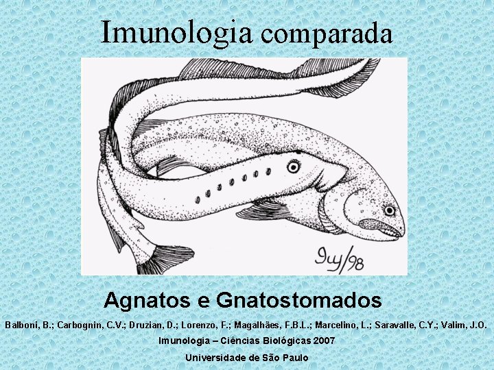 Imunologia comparada Agnatos e Gnatostomados Balboni, B. ; Carbognin, C. V. ; Druzian, D.