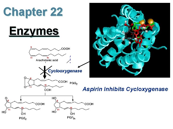 Chapter 22 Enzymes Cyclooxygenase Aspirin Inhibits Cycloxygenase 
