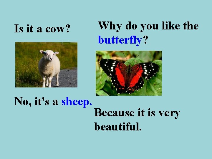 Is it a cow? No, it's a sheep. Why do you like the butterfly?