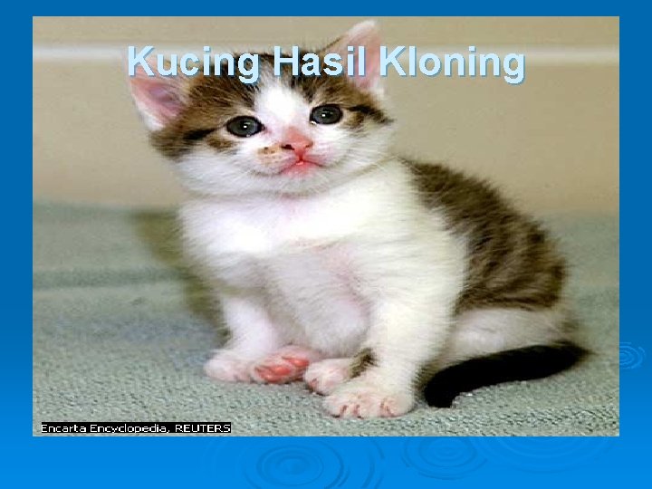 Kucing Hasil Kloning Kucing Hasil Kloning