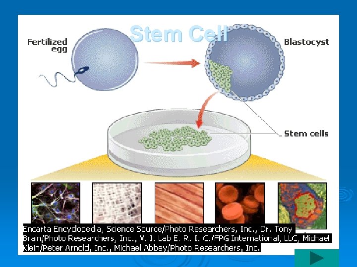 Stem Cell Stem Cell