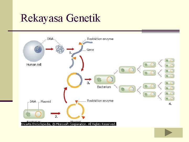 Rekayasa Genetik Rekayasa Genetik