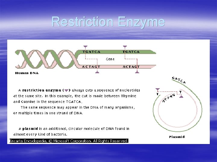 Restriction Enzyme Restriction Enzyme