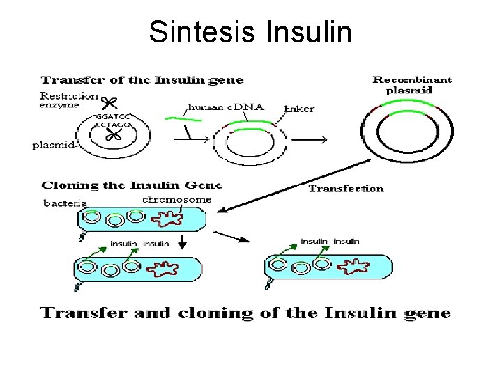 Insulin sintetis adalah