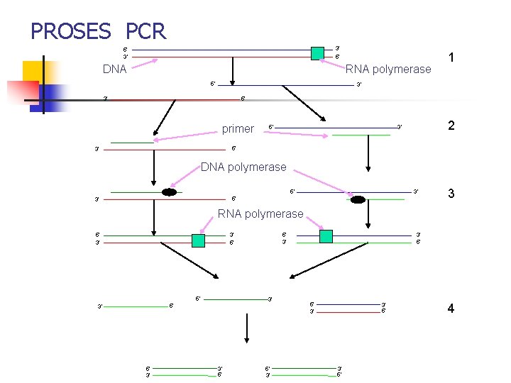 PROSES PCR 3` 5` 5` 3` DNA RNA polymerase 5` 1 3` 5` 3`