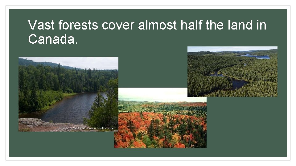 Vast forests cover almost half the land in Canada. 