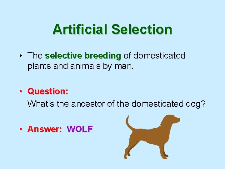 Artificial Selection • The selective breeding of domesticated plants and animals by man. •