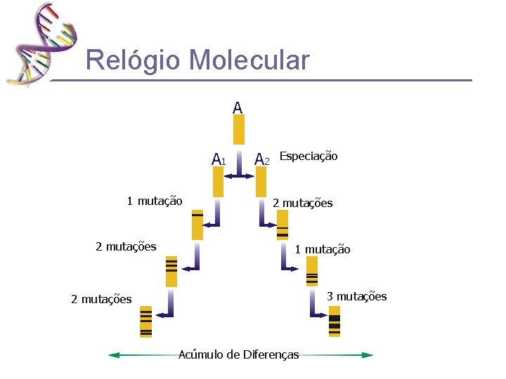 Relógio Molecular A A 1 1 mutação 2 mutações A 2 Especiação 2 mutações