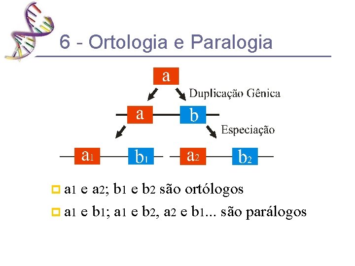 6 - Ortologia e Paralogia p a 1 e a 2; b 1 e