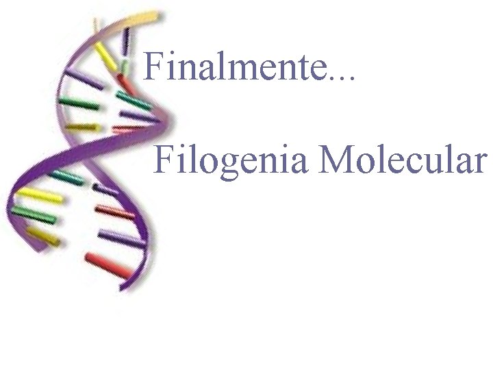 Finalmente. . . Filogenia Molecular 