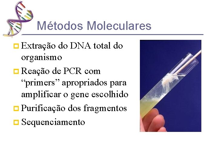 Métodos Moleculares p Extração do DNA total do organismo p Reação de PCR com