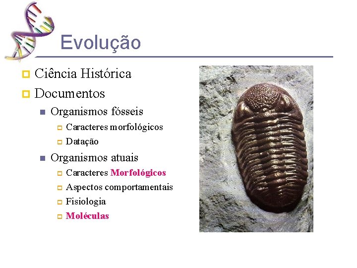 Evolução Ciência Histórica p Documentos p n Organismos fósseis Caracteres morfológicos p Datação p