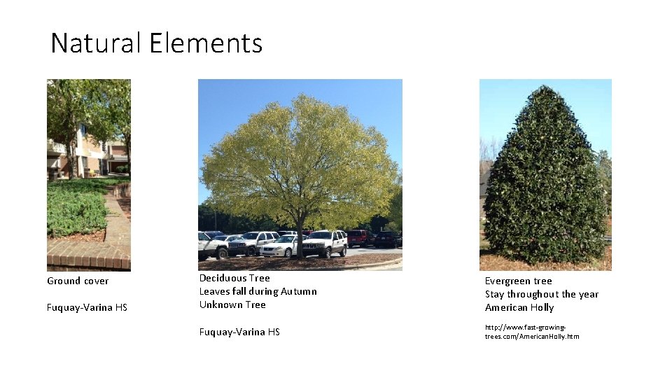 Natural Elements Ground cover Fuquay-Varina HS Deciduous Tree Leaves fall during Autumn Unknown Tree Natural Elements Ground cover Fuquay-Varina HS Deciduous Tree Leaves fall during Autumn Unknown Tree