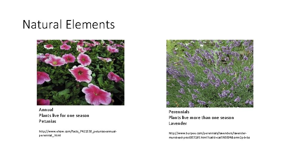 Natural Elements Annual Plants live for one season Petunias http: //www. ehow. com/facts_7421538_petunias-annualperennial_. html Natural Elements Annual Plants live for one season Petunias http: //www. ehow. com/facts_7421538_petunias-annualperennial_. html