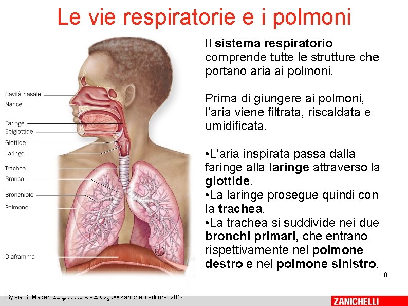 Le vie respiratorie e i polmoni Il sistema respiratorio comprende tutte le strutture che