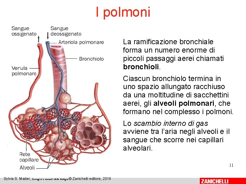 I polmoni La ramificazione bronchiale forma un numero enorme di piccoli passaggi aerei chiamati