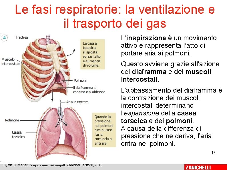 Le fasi respiratorie: la ventilazione e il trasporto dei gas L’inspirazione è un movimento