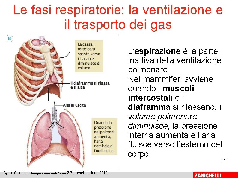 Le fasi respiratorie: la ventilazione e il trasporto dei gas L’espirazione è la parte