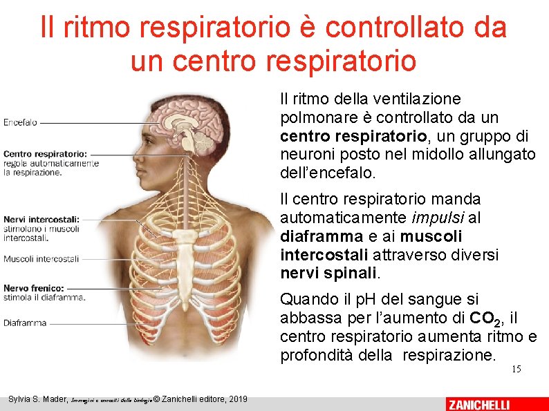 Il ritmo respiratorio è controllato da un centro respiratorio Il ritmo della ventilazione polmonare