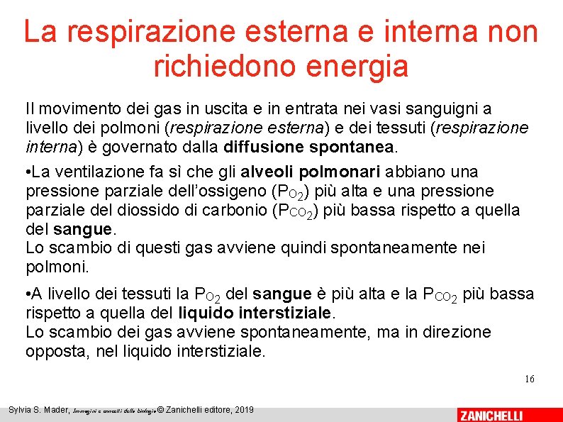 La respirazione esterna e interna non richiedono energia Il movimento dei gas in uscita