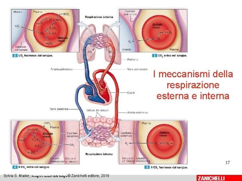 I meccanismi della respirazione esterna e interna 17 Sylvia S. Mader, Immagini e concetti