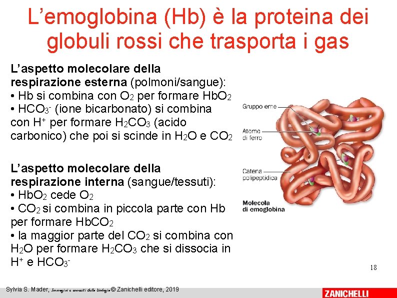 L’emoglobina (Hb) è la proteina dei globuli rossi che trasporta i gas L’aspetto molecolare
