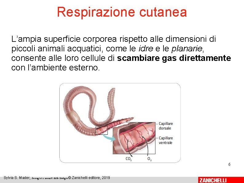 Respirazione cutanea L’ampia superficie corporea rispetto alle dimensioni di piccoli animali acquatici, come le