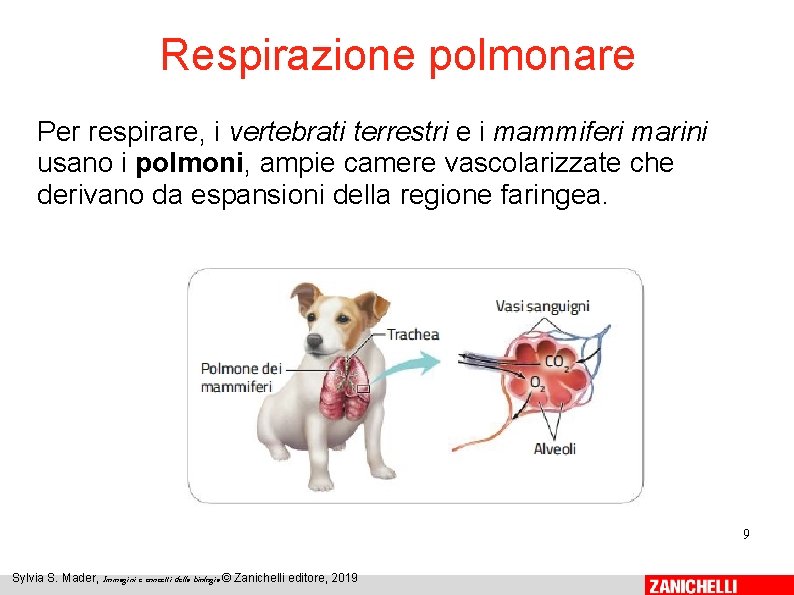 Respirazione polmonare Per respirare, i vertebrati terrestri e i mammiferi marini usano i polmoni,