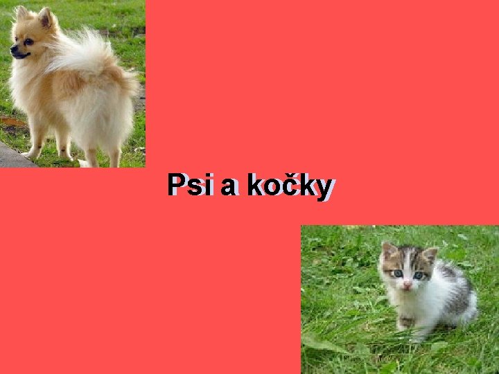 Psi aa kočky 