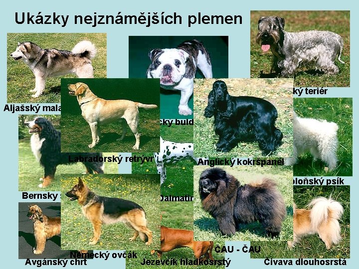 Ukázky nejznámějších plemen Český teriér Aljašský malamut Anglický buldok Labradorský retrývr Anglický kokršpaněl Boloňský