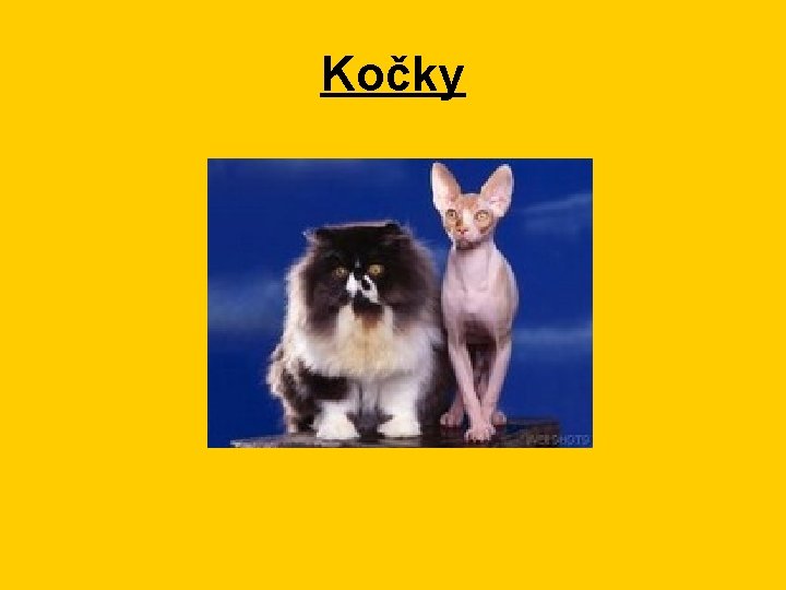 Kočky 