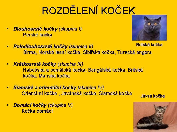 ROZDĚLENÍ KOČEK • Dlouhosrsté kočky (skupina I) Perské kočky Britská kočka • Polodlouhosrsté kočky