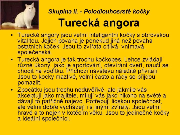 Skupina II. - Polodlouhosrsté kočky Turecká angora • Turecké angory jsou velmi inteligentní kočky