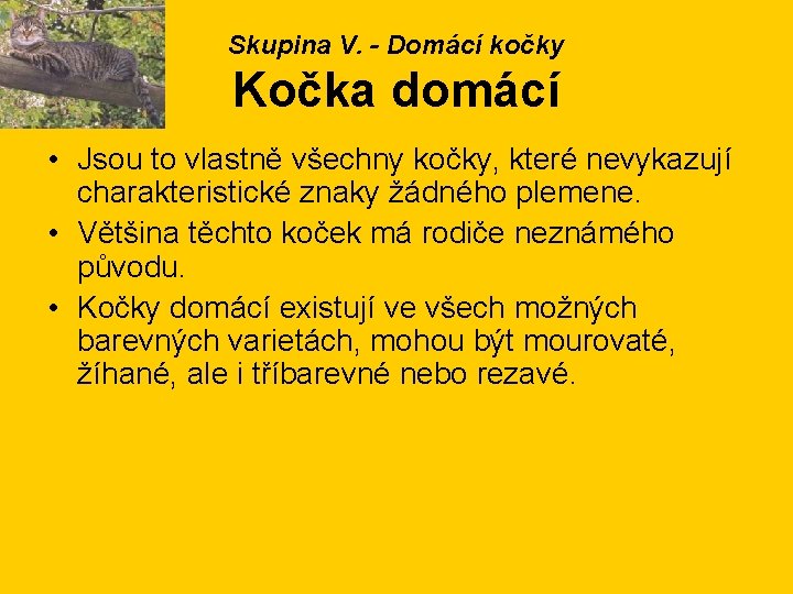 Skupina V. - Domácí kočky Kočka domácí • Jsou to vlastně všechny kočky, které