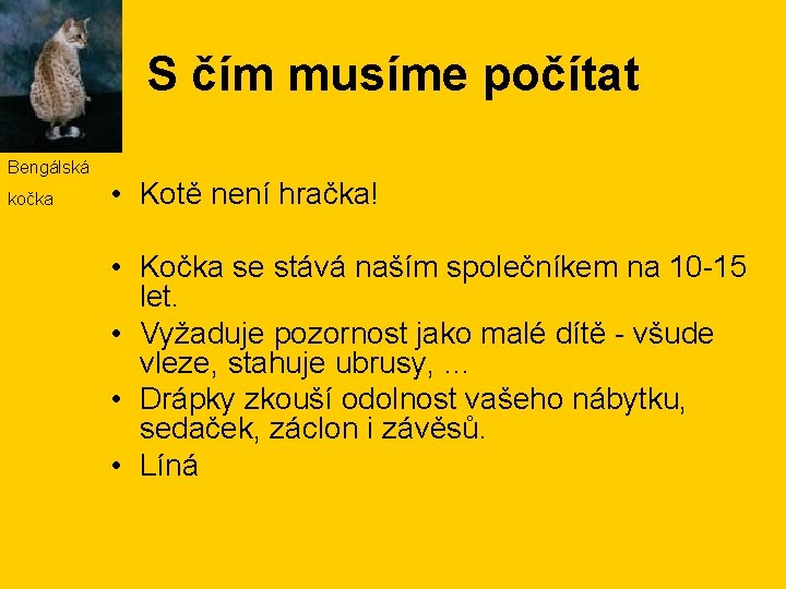 S čím musíme počítat Bengálská kočka • Kotě není hračka! • Kočka se stává